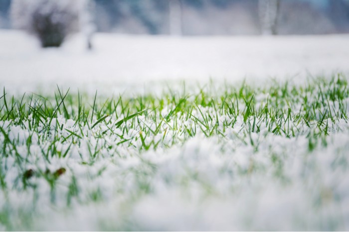 Green grass with light snow cover