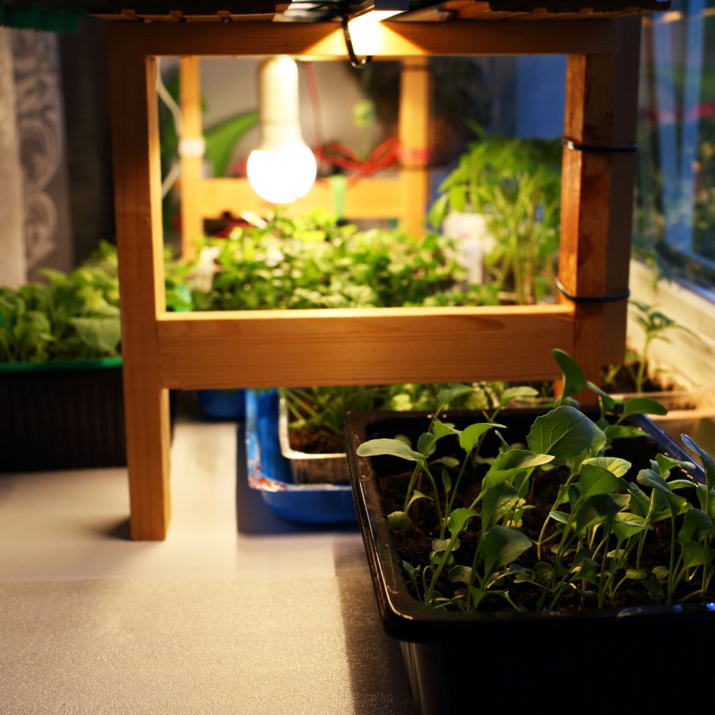 Grow lights in greenhouse