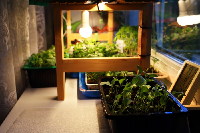 Grow lights in greenhouse