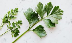 A sprig of harvested parsley