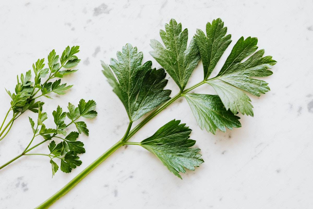A harvested parsley sprig