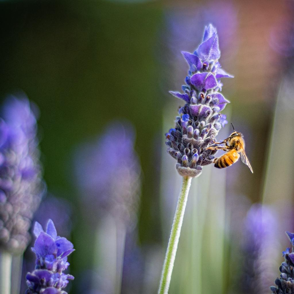 bee