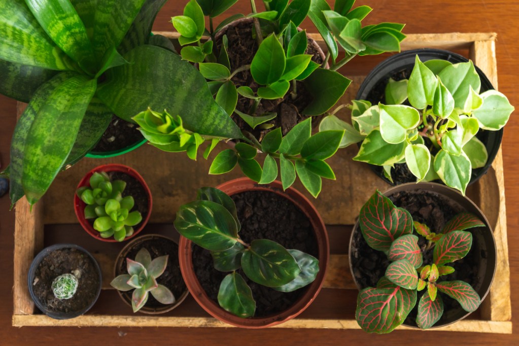 Top down view of several potted plants together in a box