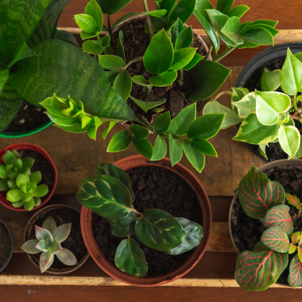 Top down view of several potted plants together in a box
