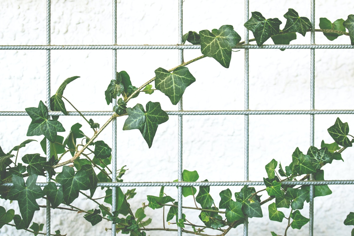 Everything You Need to Know About Growing Ivy Indoors HappySprout