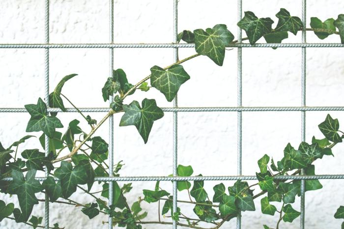 Indoor ivy on a trellis