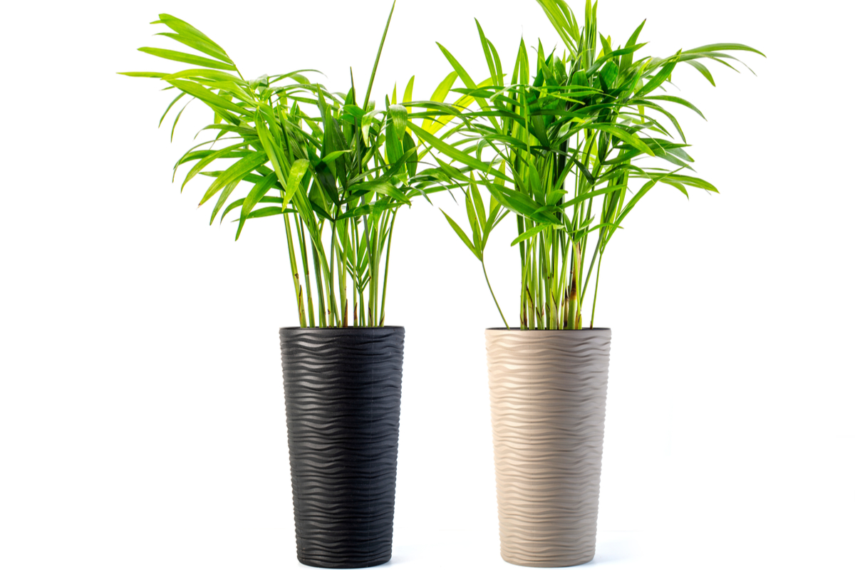 Two kentia palms, one in a black pot, one in a white pot, against a white background