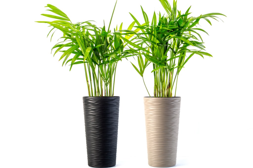 Two kentia palms, one in a black pot, one in a white pot, against a white background