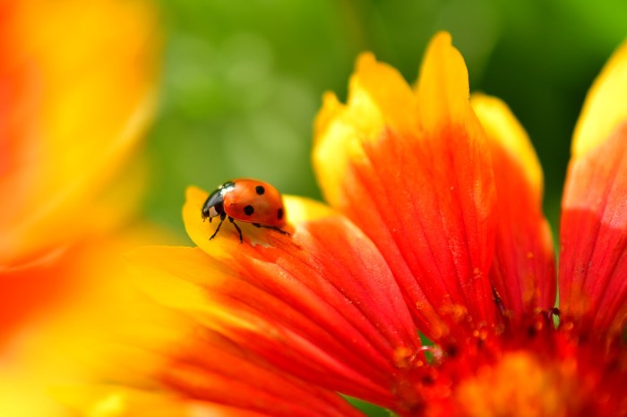 A ladybug on a red, yellow, and orange flower