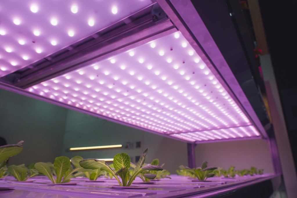 LED lights above plants