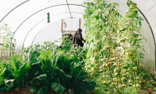 Man working in a greenhouse