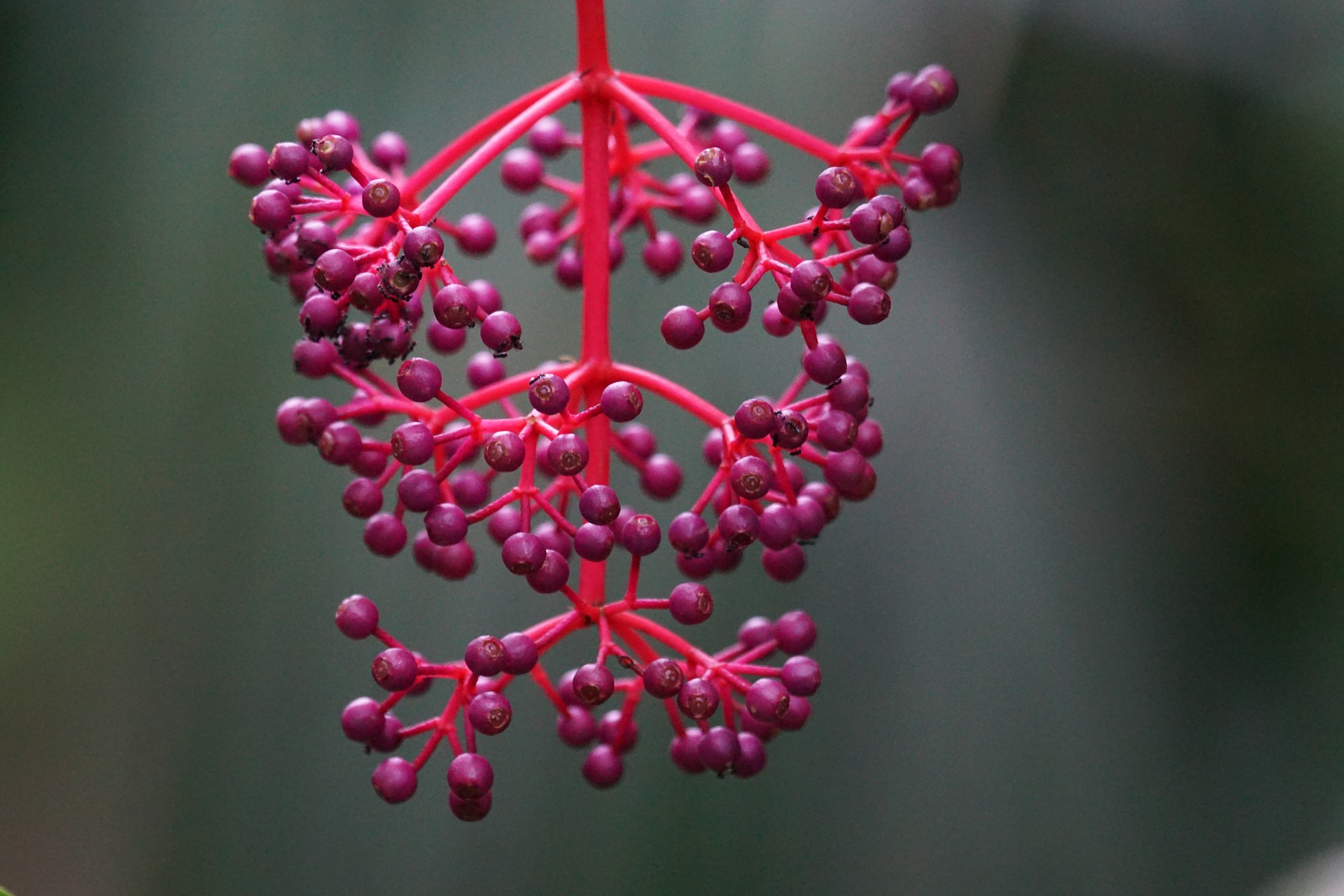 Medinilla magnifica panicle