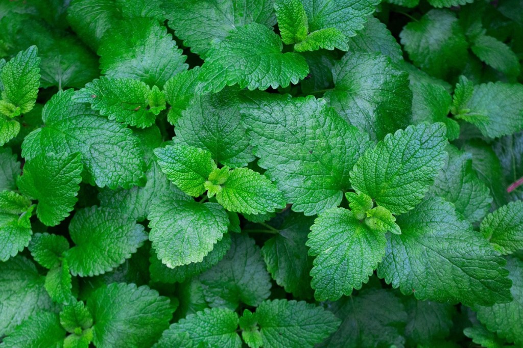 A closeup of mint plants