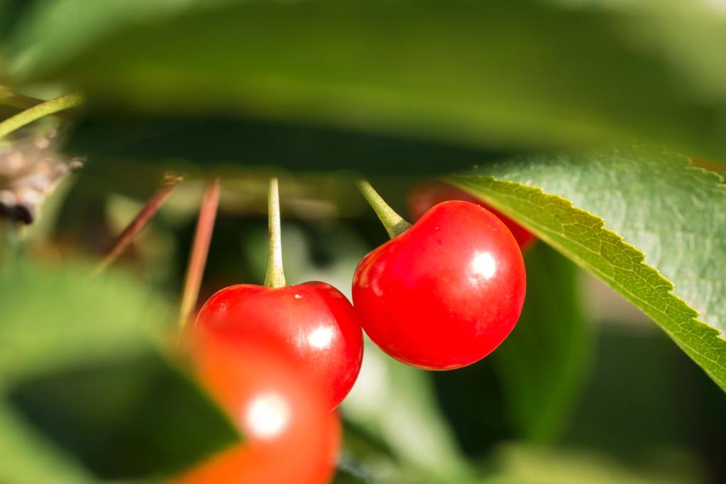 Bright red montmorency cherries on a tree