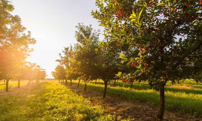 Orchard row