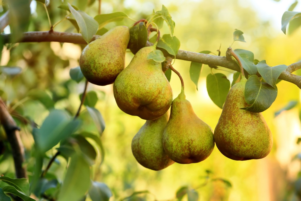 Pear tree branch with ripe pears