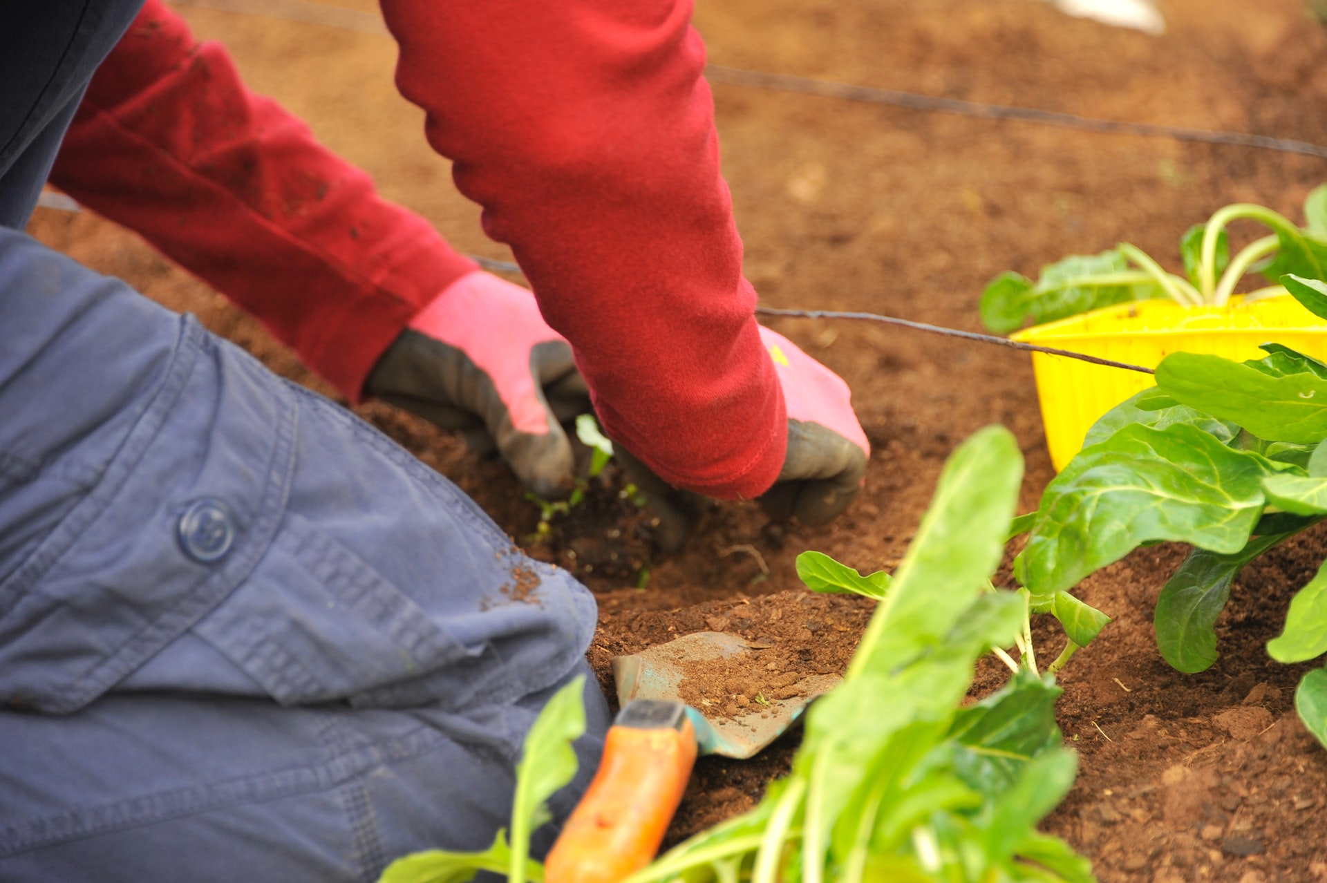 A person crouched in a garden, digging. A small yellow bucket next to them has a plant in it.
