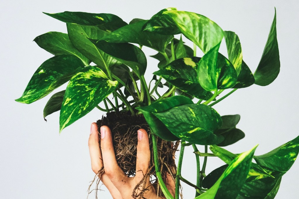 A person holding a pothos plant