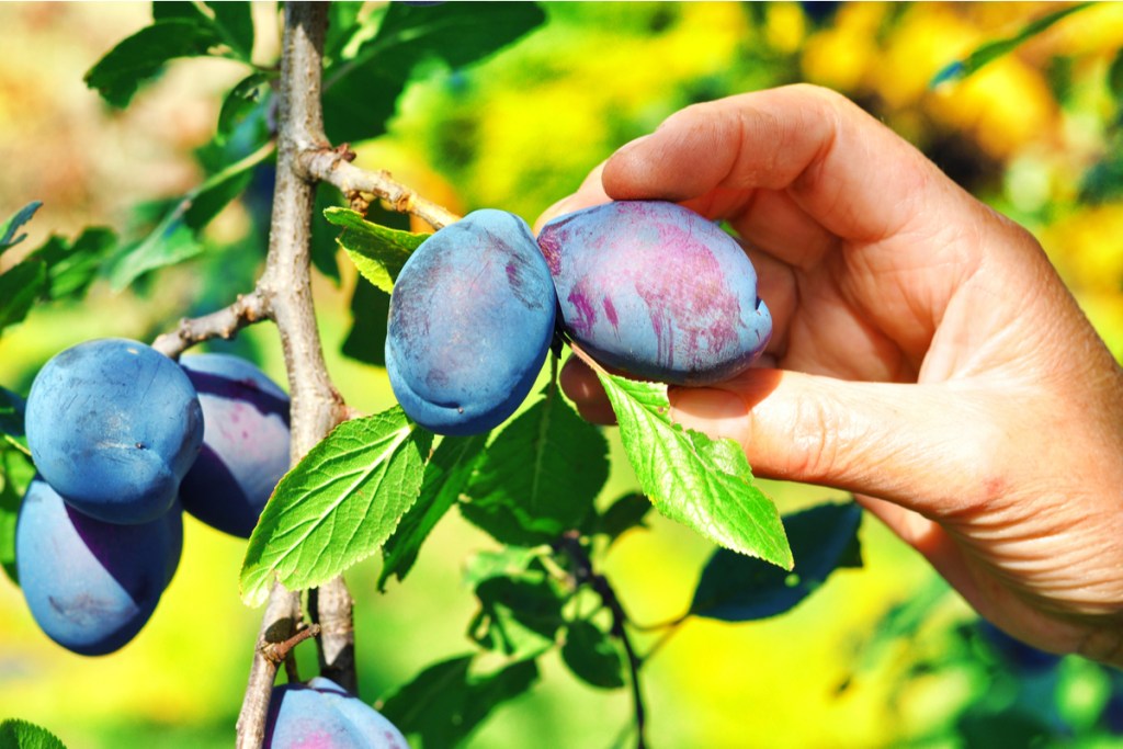 Close-up picking plums from a tree