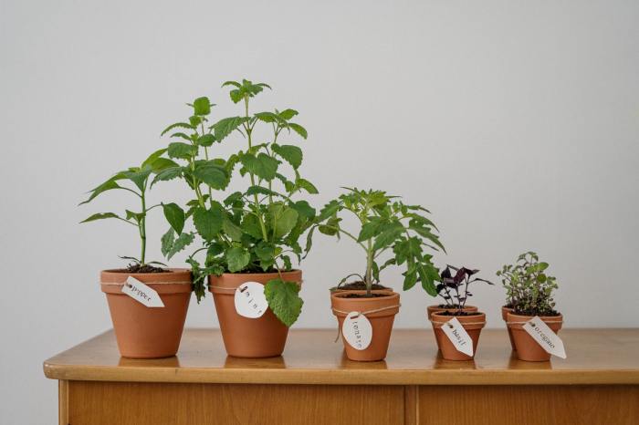 An assortment of potted herbs