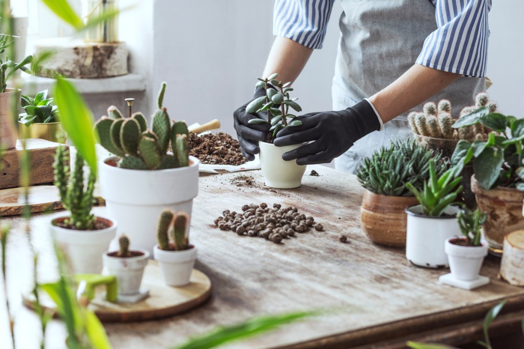 A person potting succulents