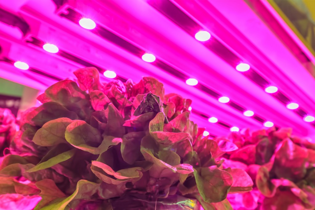 Purple grow lights over plants