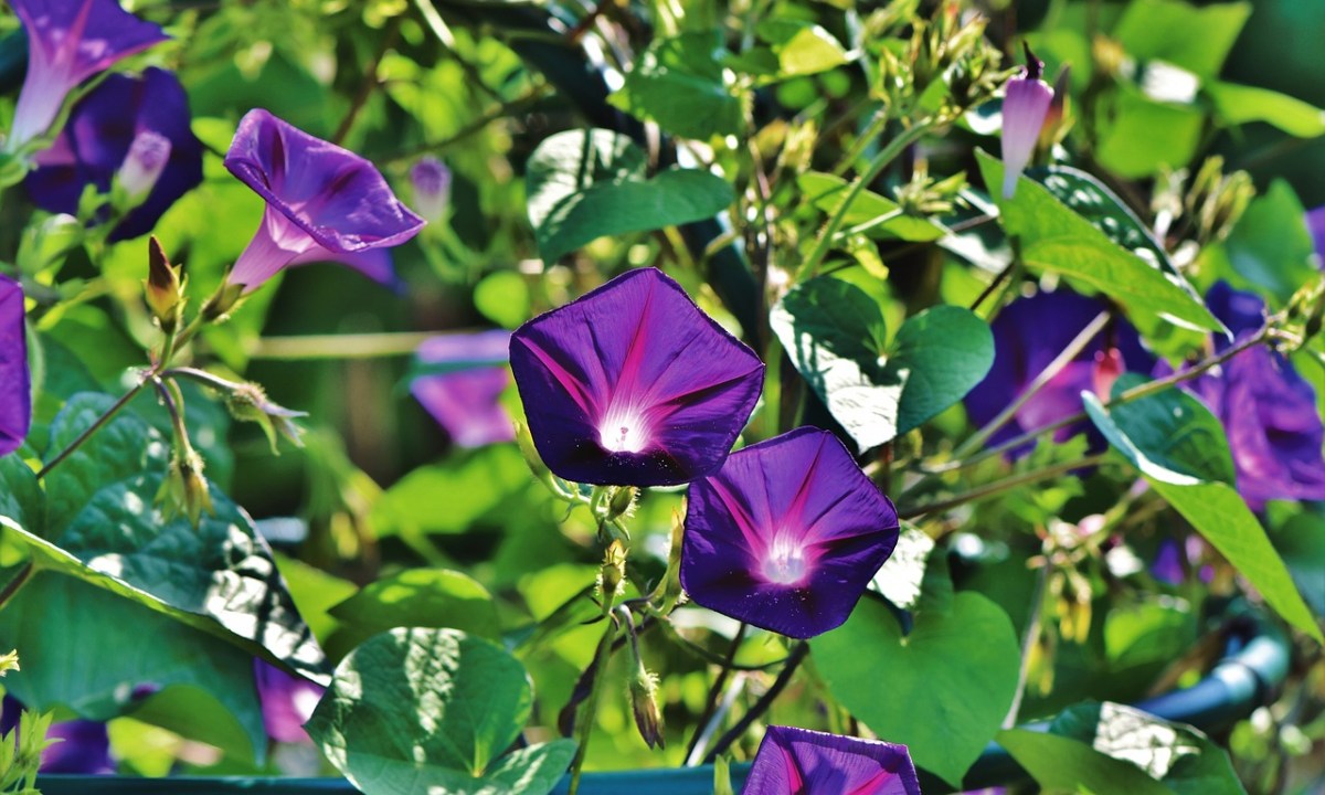 Purple morning glories in bloom