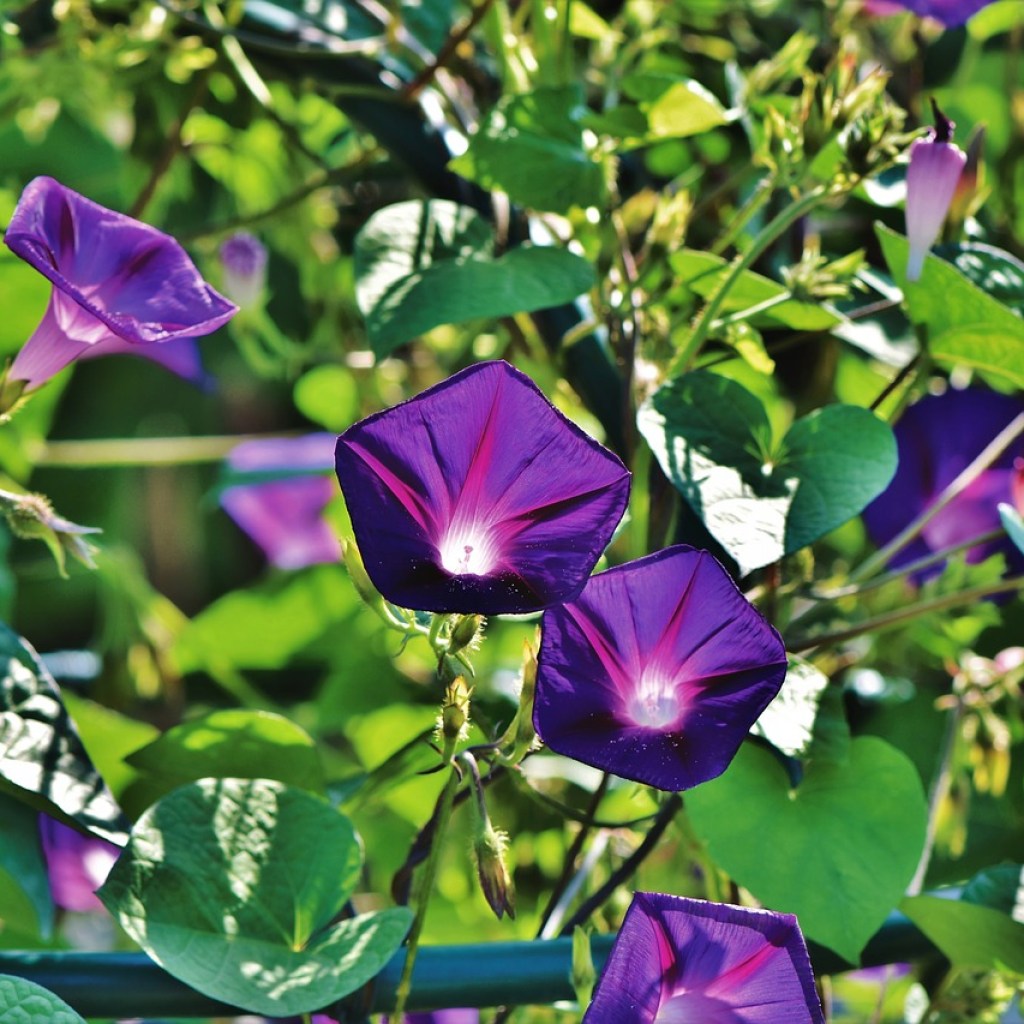 A vine of purple morning glories