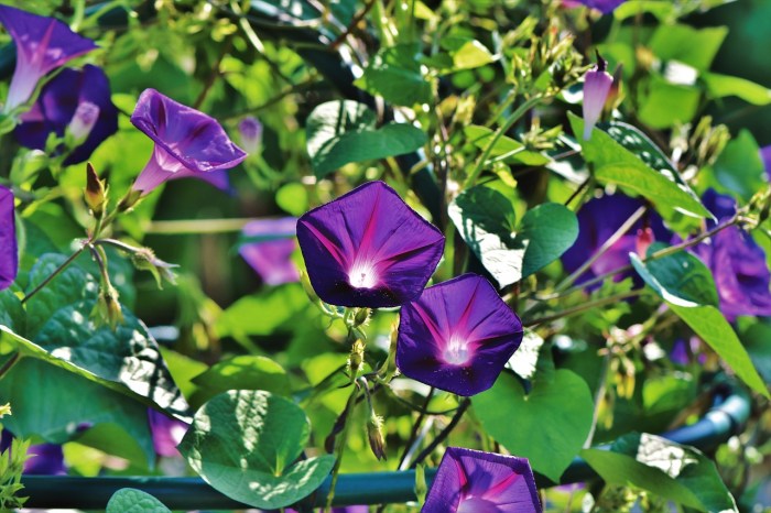 Purple morning glories in bloom