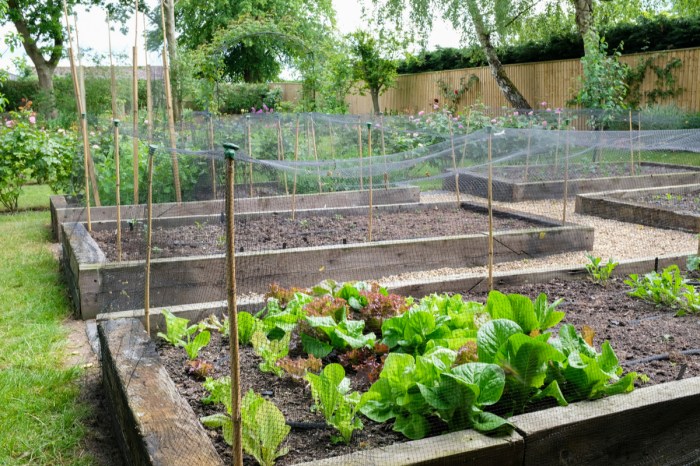 Raised garden beds with wooden walls, surrounded by bug nets
