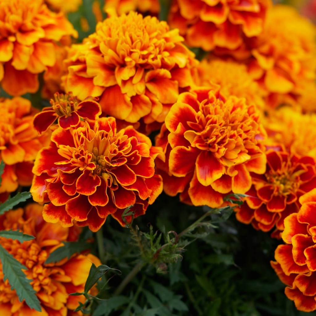 Red and gold marigold flowers