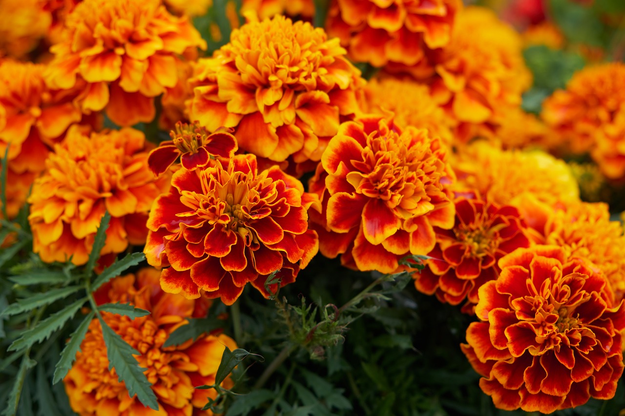 Red and gold marigold flowers