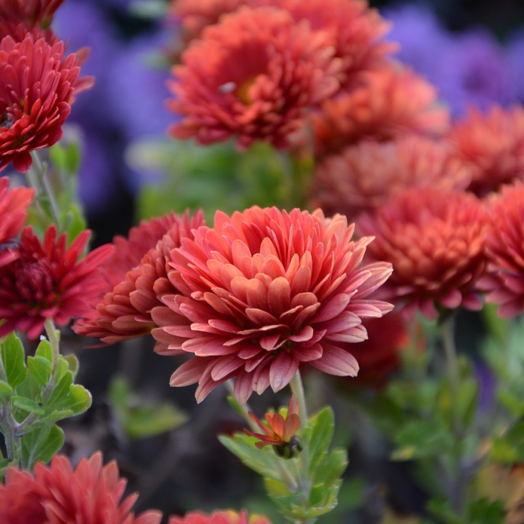 A chrysanthemum plant with several round, reddish-pink flowers