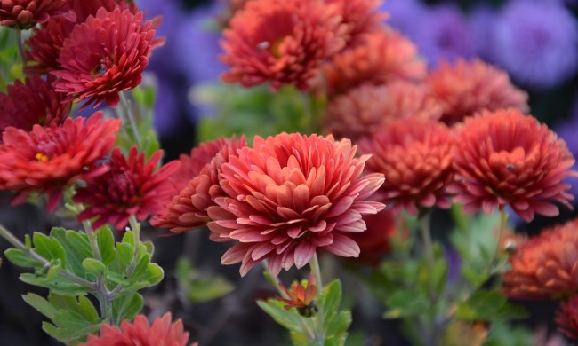 A chrysanthemum plant with several round, reddish-pink flowers