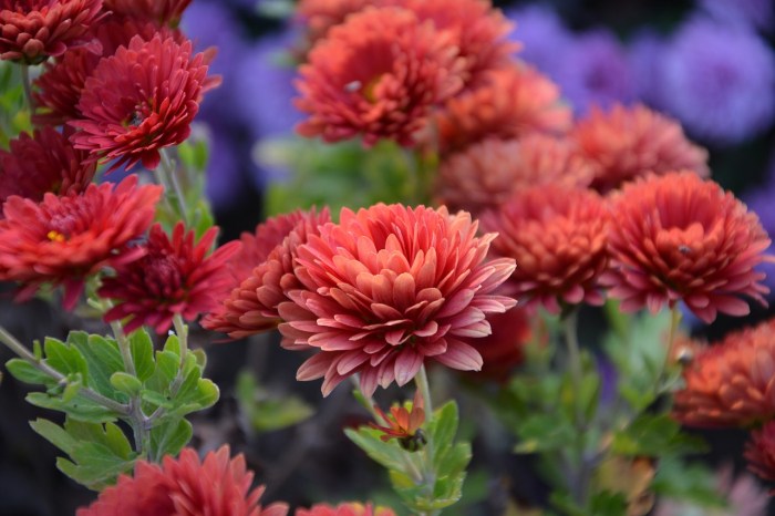 A chrysanthemum plant with several round, reddish-pink flowers