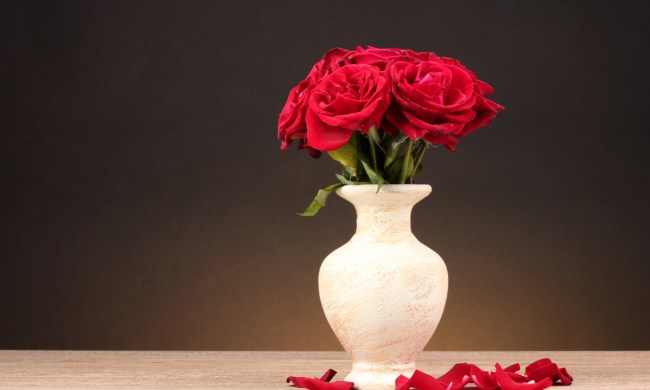 prolong roses life red white vase