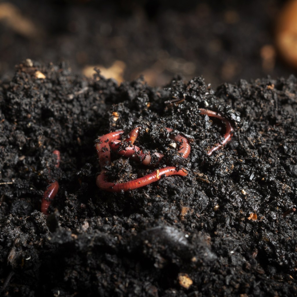 red worms in a pile of dark earth