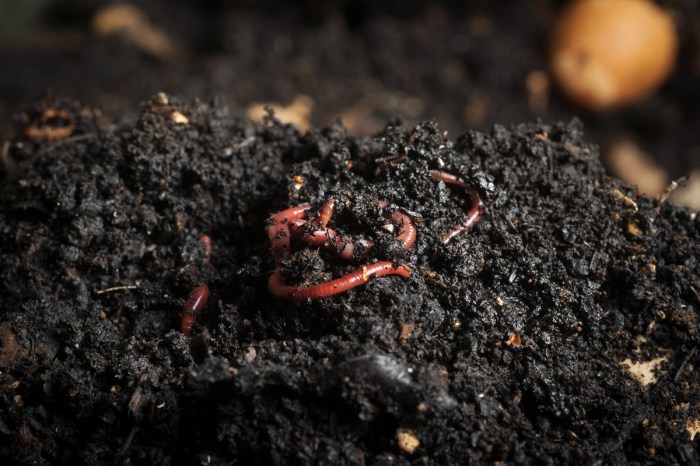 Dark soil with small red worms