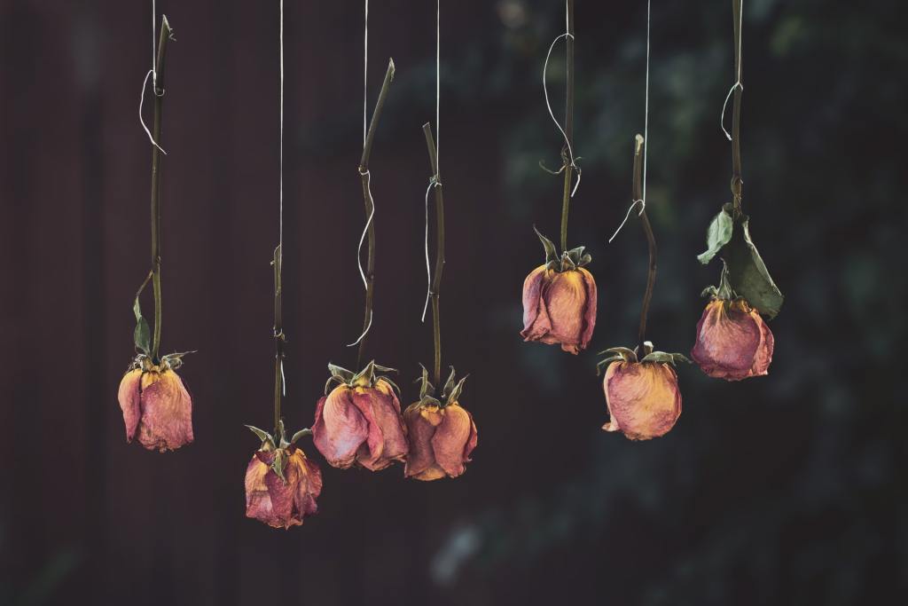 A row of individual roses, hanging upside to dry