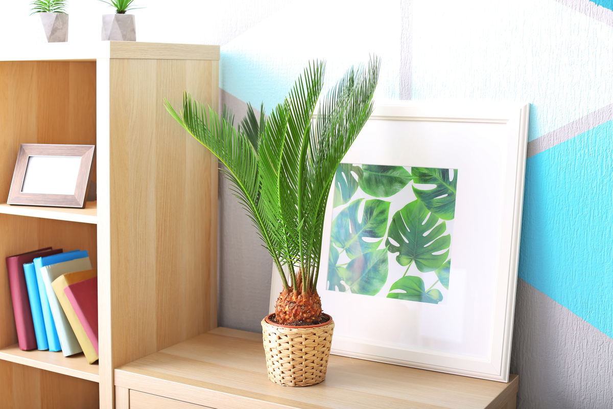 A small sago palm in a pot designed to resemble a wicker basket. It sits on a table of light wood, next to a bookshelf of the same wood. The wall behind it has a dacorative pink, blue, and white triangular pattern.
