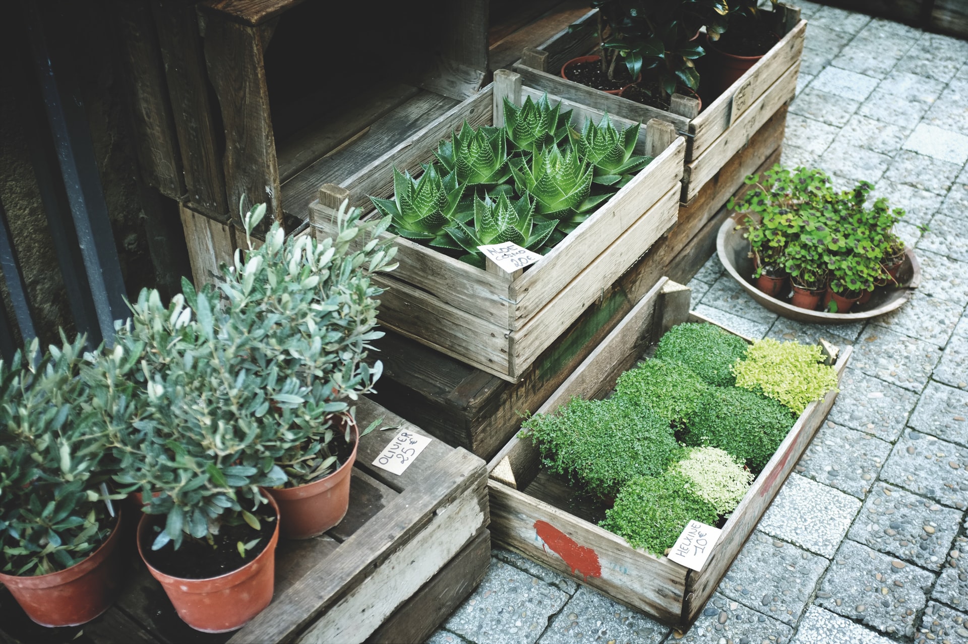 Several wooden boxes with potted plants lined up inside