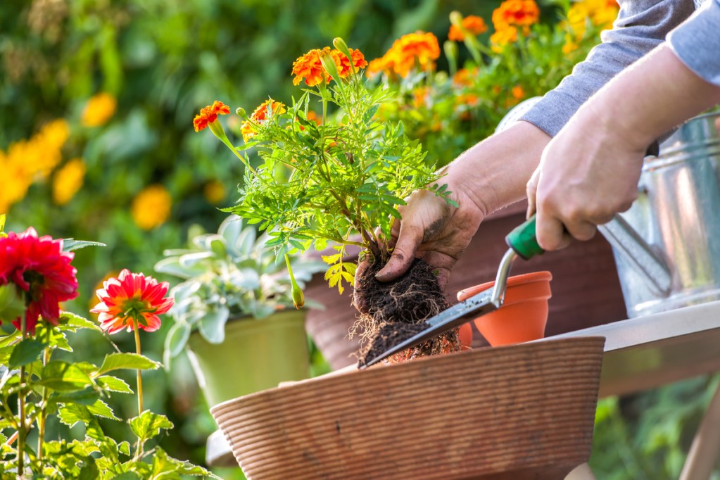 A basket of garden tools and potted flowers