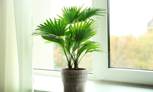 Small palm tree with fan shaped leaves in a gray pot on a windowsill