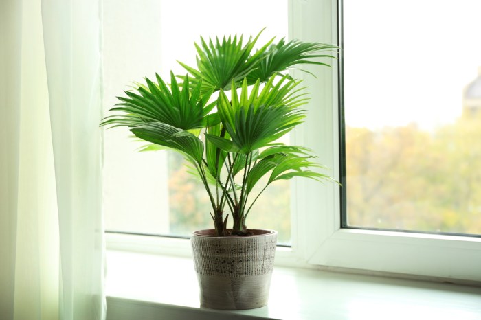 Small palm tree with fan shaped leaves in a gray pot on a window sill.