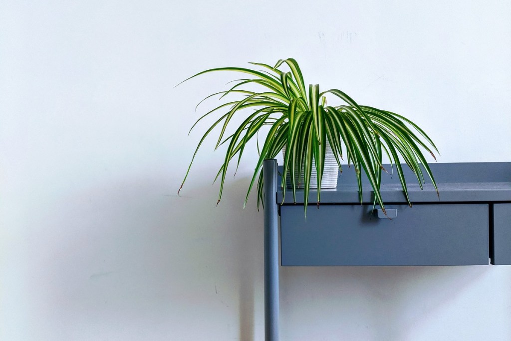 A spider plant on a blue table