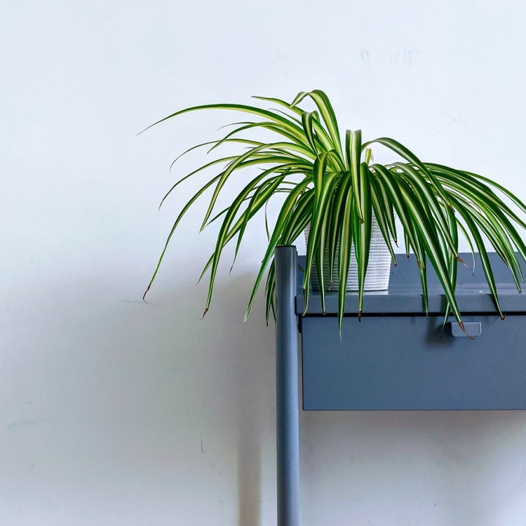 A spider plant on a blue table