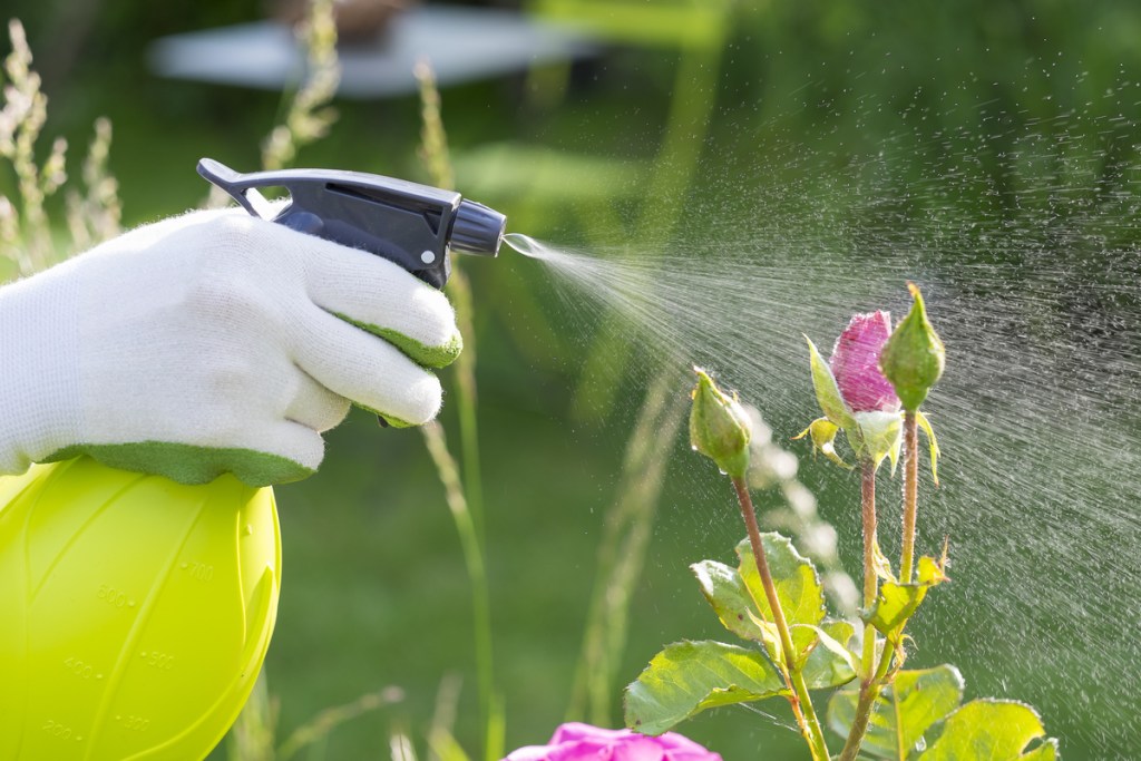 A person with green and white gloves sprays a pest control solution from a yellow spray bottle onto some roses