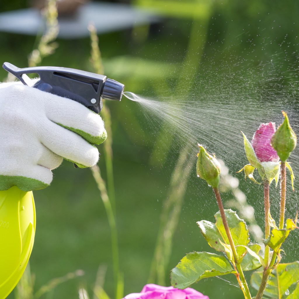A person spraying a pest control solution on some roses