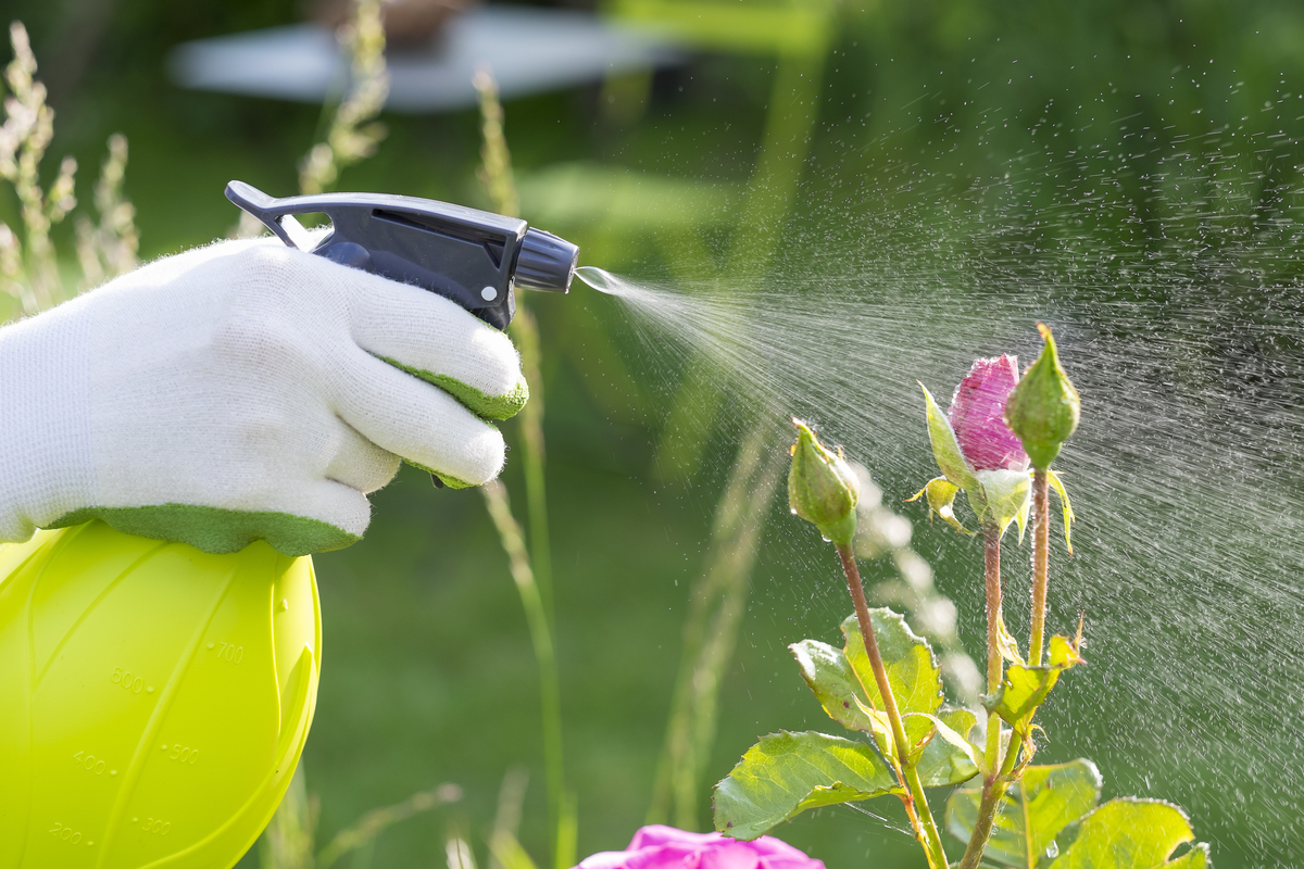 A person with green and white gloves sprays a pest control solution from a yellow spray bottle onto some roses