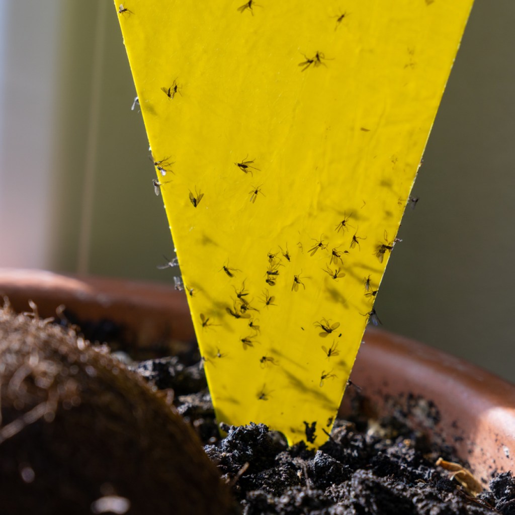 Sticky bug trap